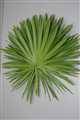 palm leaves